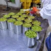 Canned Grapes in Syrup